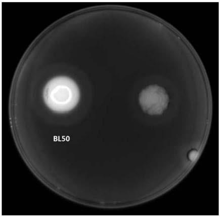 Cellulase-producing bacillus licheniformis, microbial fermentation preparation thereof and application of cellulase-producing bacillus licheniformis