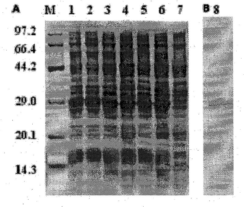 A kind of molecular mimetic peptide of O-type foot-and-mouth disease virus epitope and its application