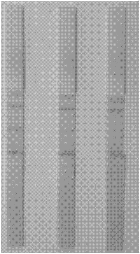 Preparation method of blue latex microsphere labeled antibody and test paper strip thereof