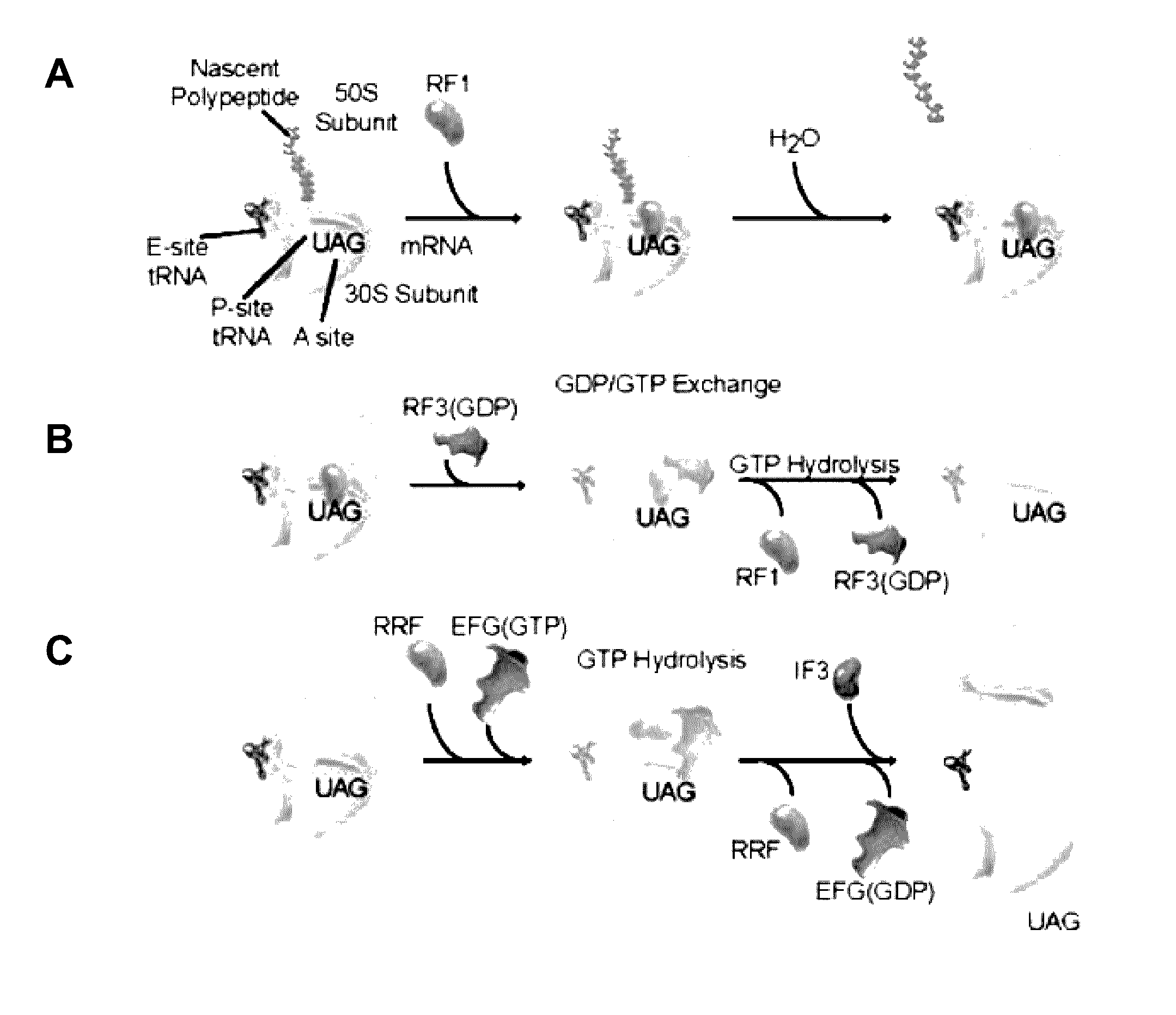 Fluorescence-based approach to monitor release factor-catalyzed termination of protein synthesis