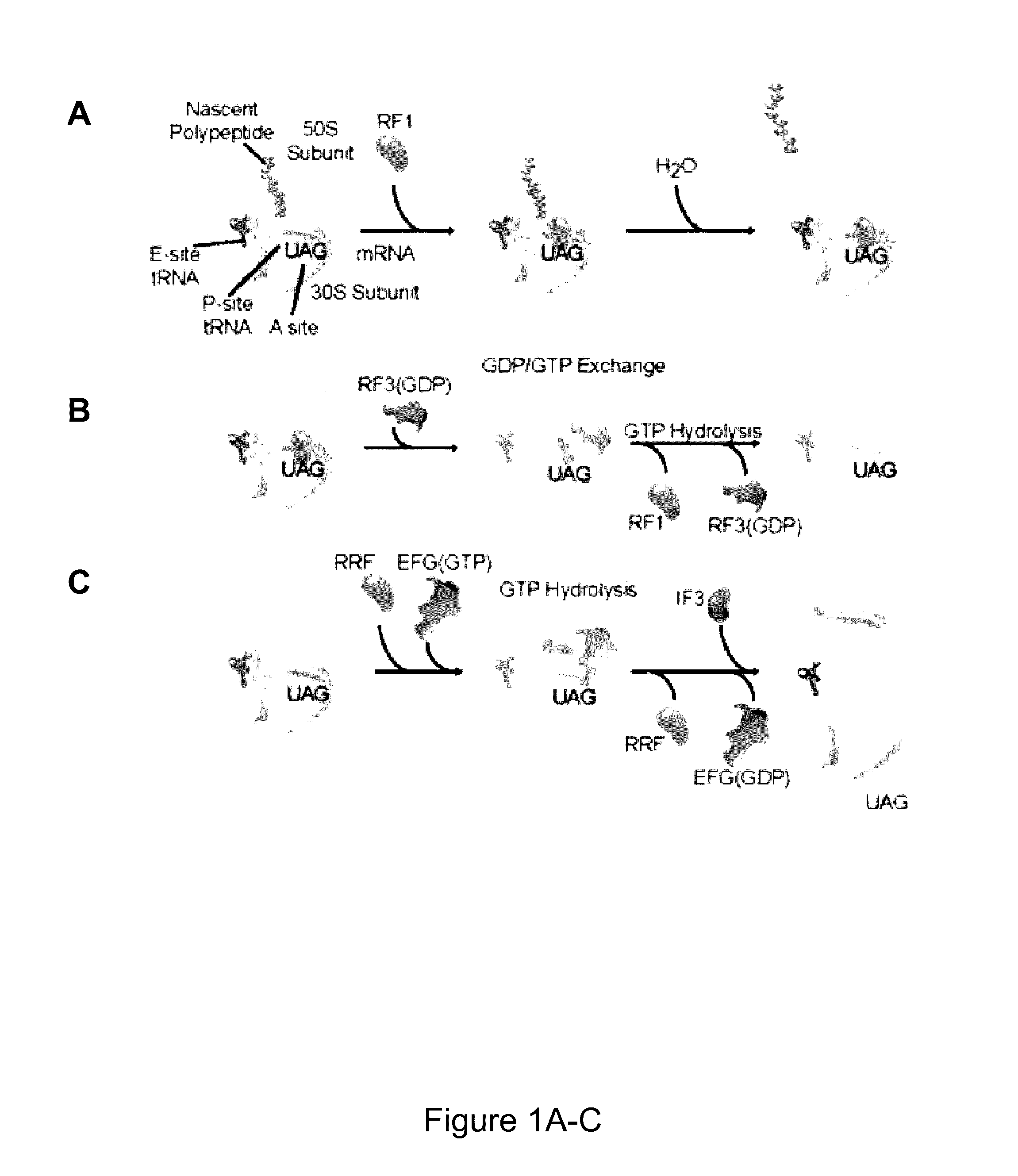 Fluorescence-based approach to monitor release factor-catalyzed termination of protein synthesis