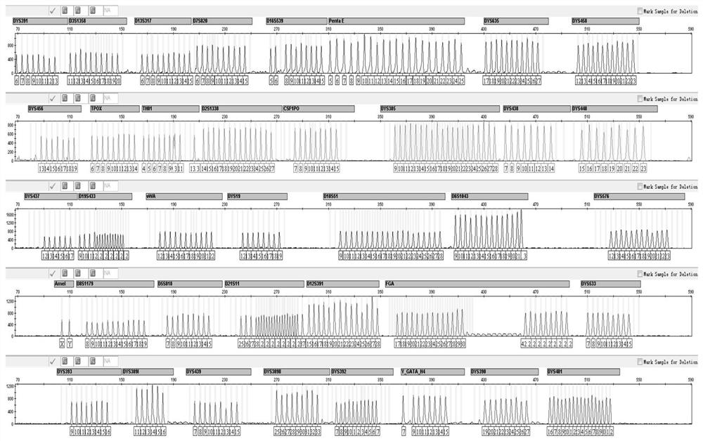 A fluorescence-labeled multiplex amplification kit for simultaneously amplifying human autosome and y-chromosome str loci and its application