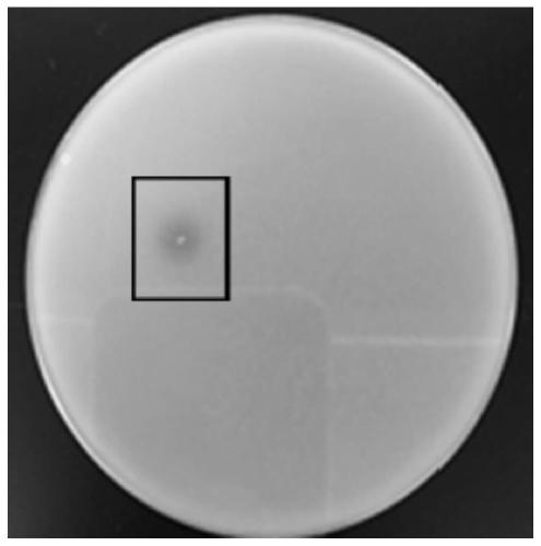 Pseudomonas oryzihabitans capable of secreting ferulic acid esterase and application of pseudomonas oryzihabitans