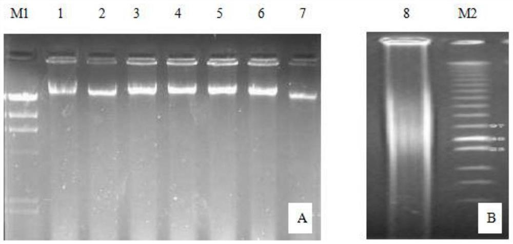 A method for cloning and sequence analysis of an active product gene resistant to melon wilt