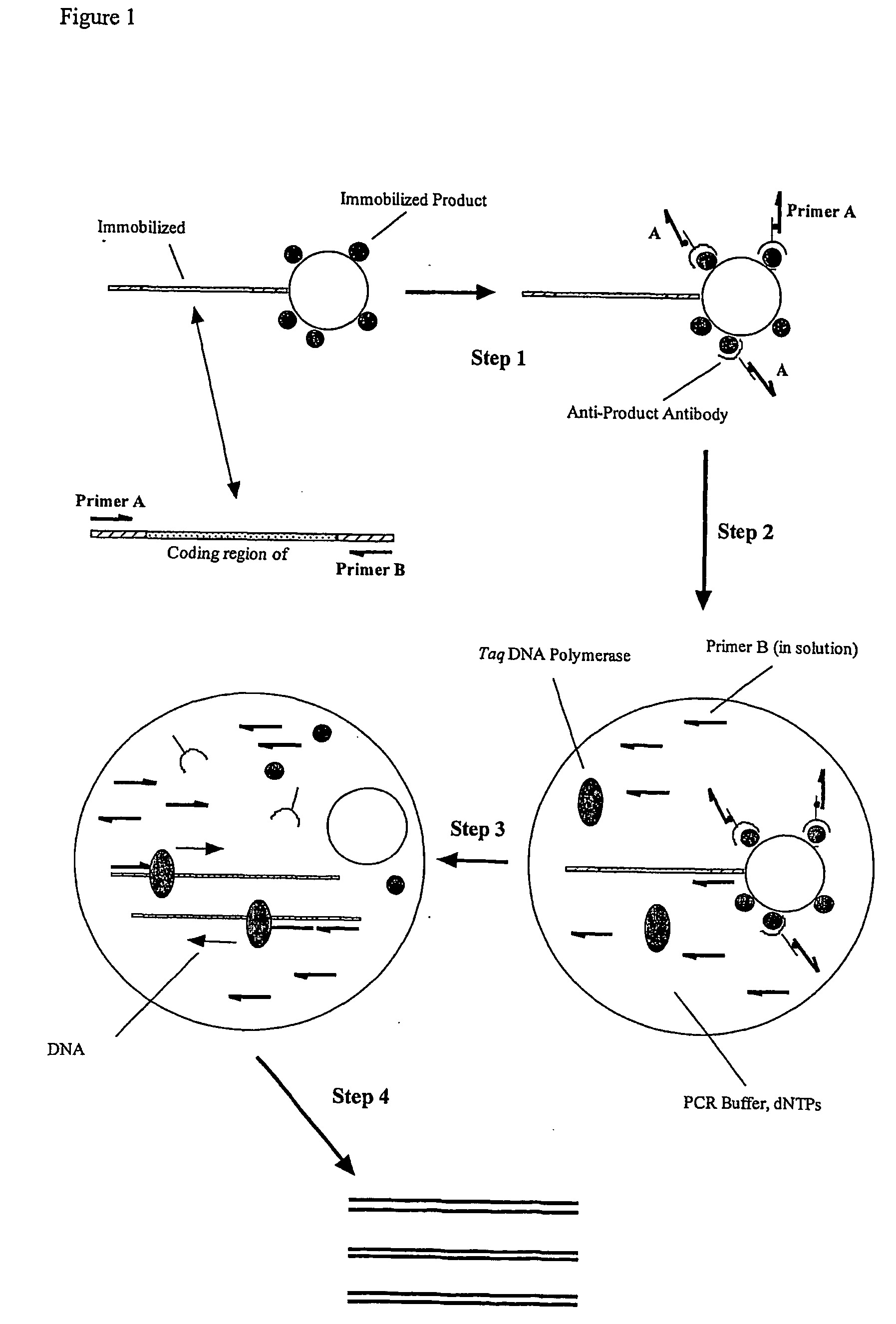 Selective gene amplification