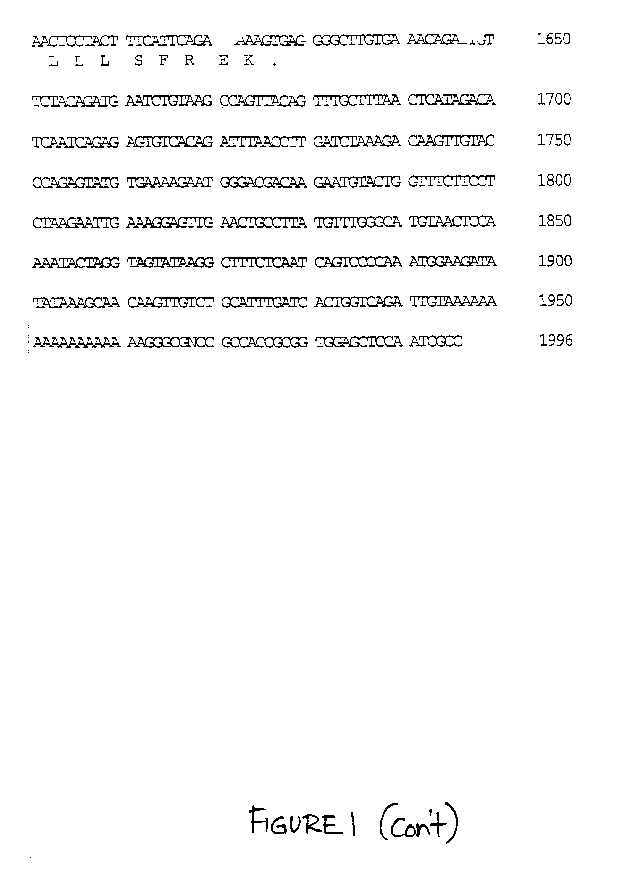 P2u2 receptor antibodies