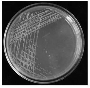 A method for amplifying and propagating Ralstonia solanacearum phage