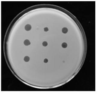 A method for amplifying and propagating Ralstonia solanacearum phage