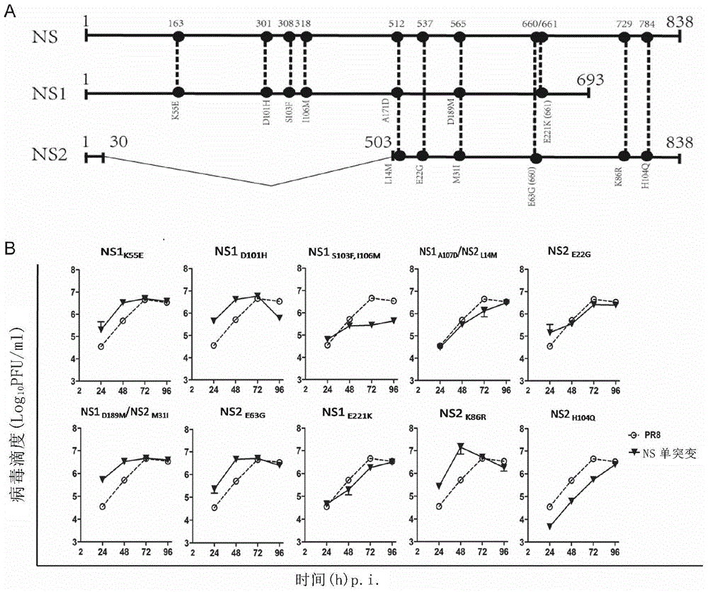 Novel influenza virus A mammalian cell adapted strain and preparation and application thereof