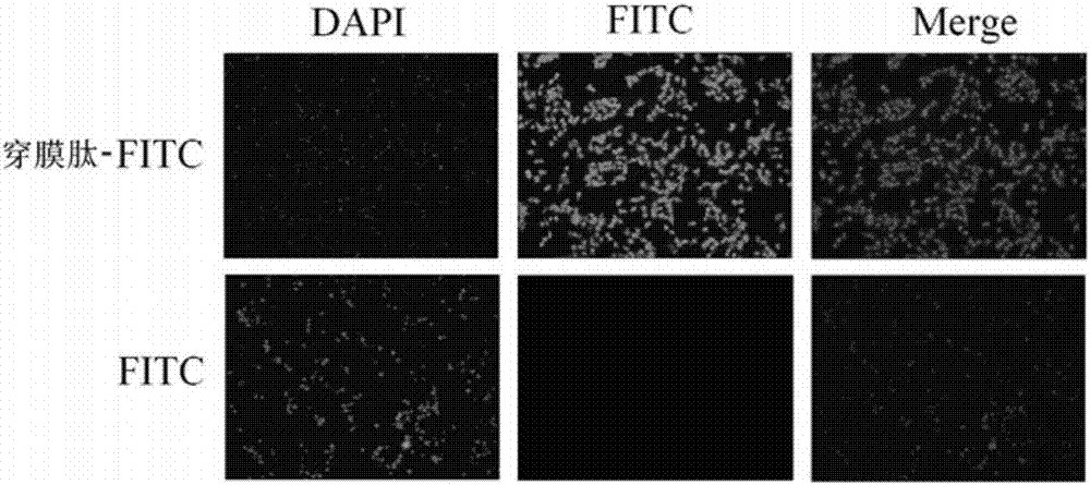 Novel cell-permeable peptide capable of mediating drug delivery, and applications thereof