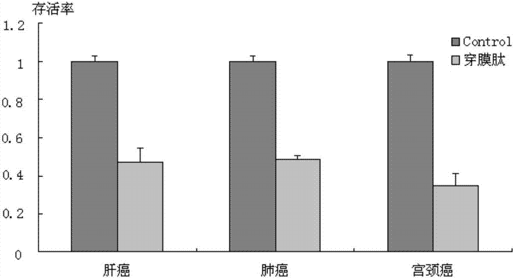 Novel cell-permeable peptide capable of mediating drug delivery, and applications thereof