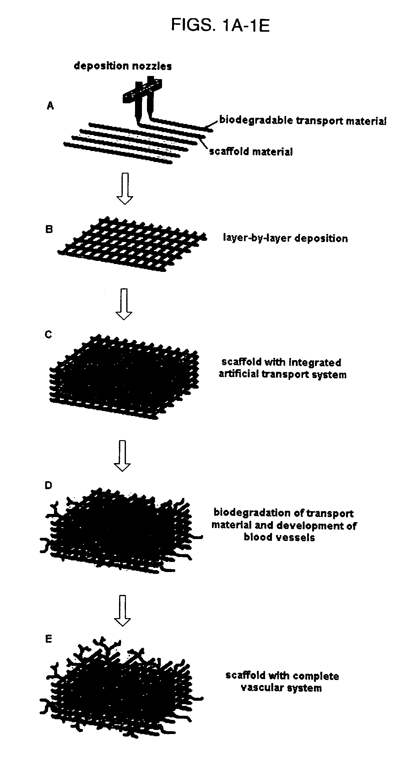 Method for creating an internal transport system within tissue scaffolds using computer-aided tissue engineering