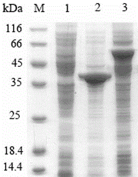 Collagen-like protein-human basic fibroblast growth factor fusion protein and preparation method thereof