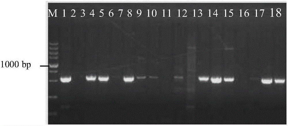 Method for restoring new germplasm by rapidly creating male sterility of processing type hot pepper