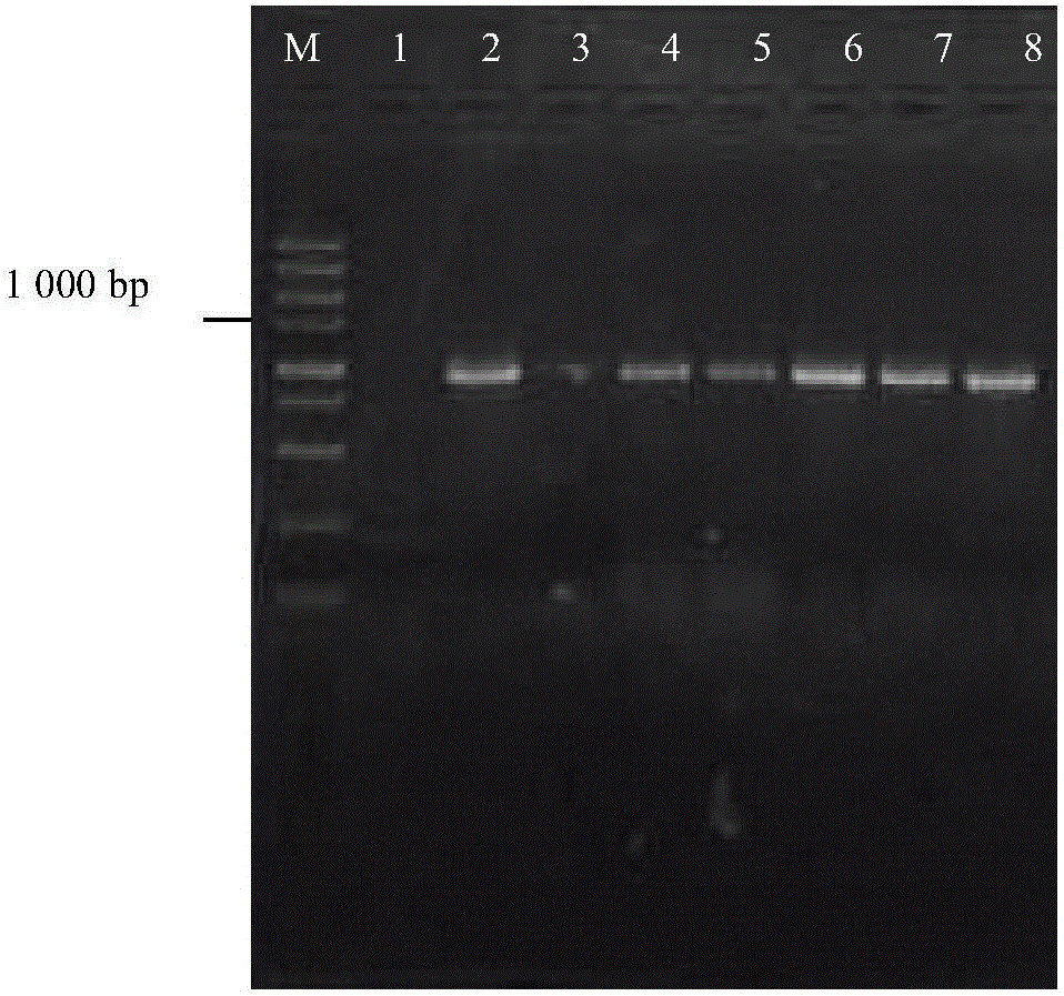 Method for restoring new germplasm by rapidly creating male sterility of processing type hot pepper