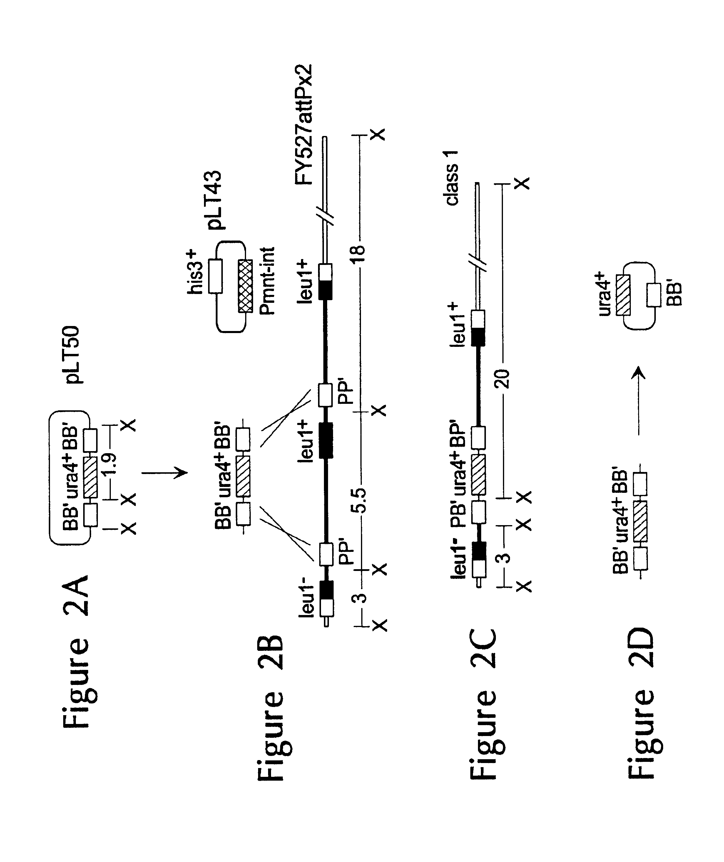 Methods for the replacement, translocation and stacking of DNA in eukaryotic genomes