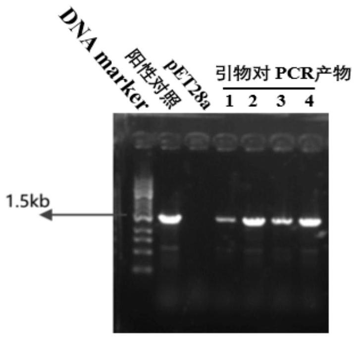 Glycosyl transferases and method of catalyzing sugar chain extension