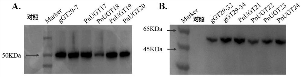 Glycosyl transferases and method of catalyzing sugar chain extension