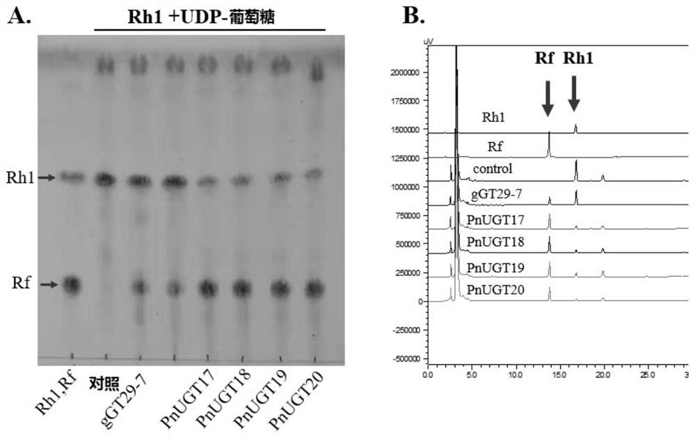 Glycosyl transferases and method of catalyzing sugar chain extension