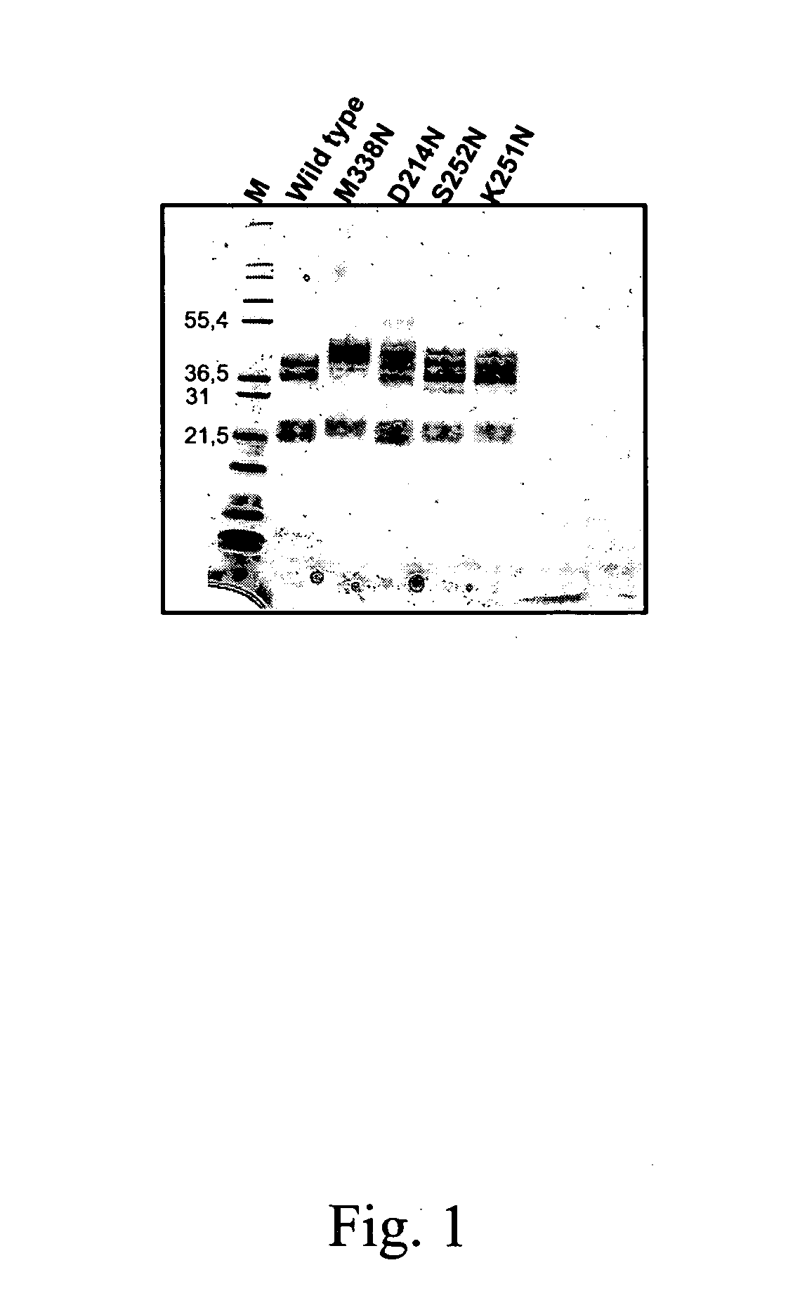 Protein C or activated protein C-like molecules