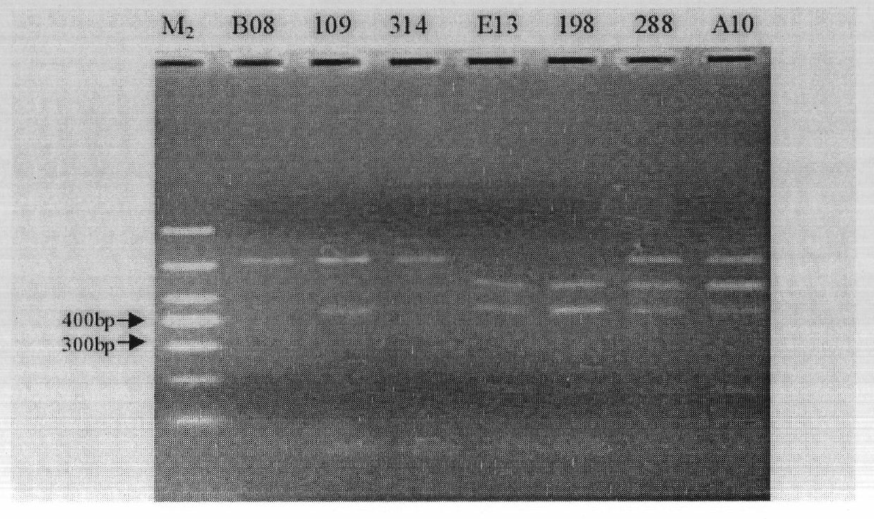 Molecular marker auxiliary selection method for tomato yellow leaf curl viral disease and knot nematode