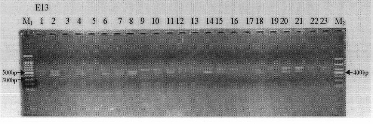 Molecular marker auxiliary selection method for tomato yellow leaf curl viral disease and knot nematode