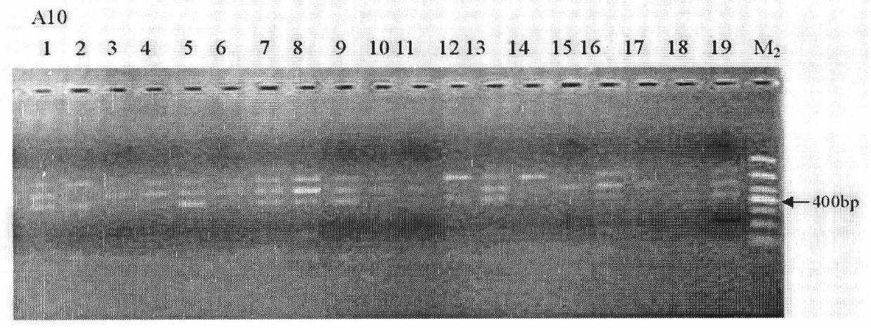 Molecular marker auxiliary selection method for tomato yellow leaf curl viral disease and knot nematode