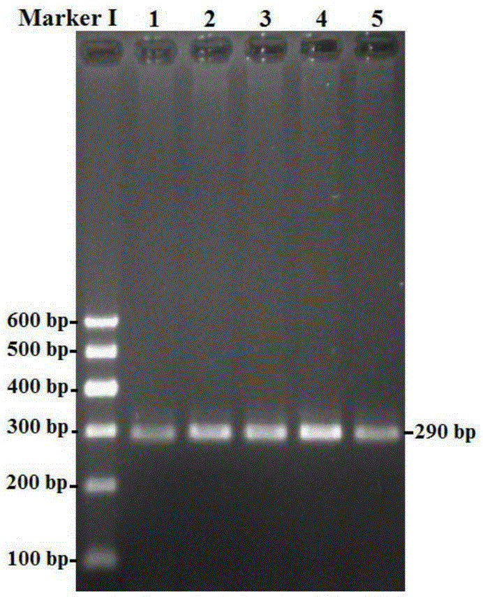 A method for detecting single nucleotide polymorphism of goat stat3 gene and its application