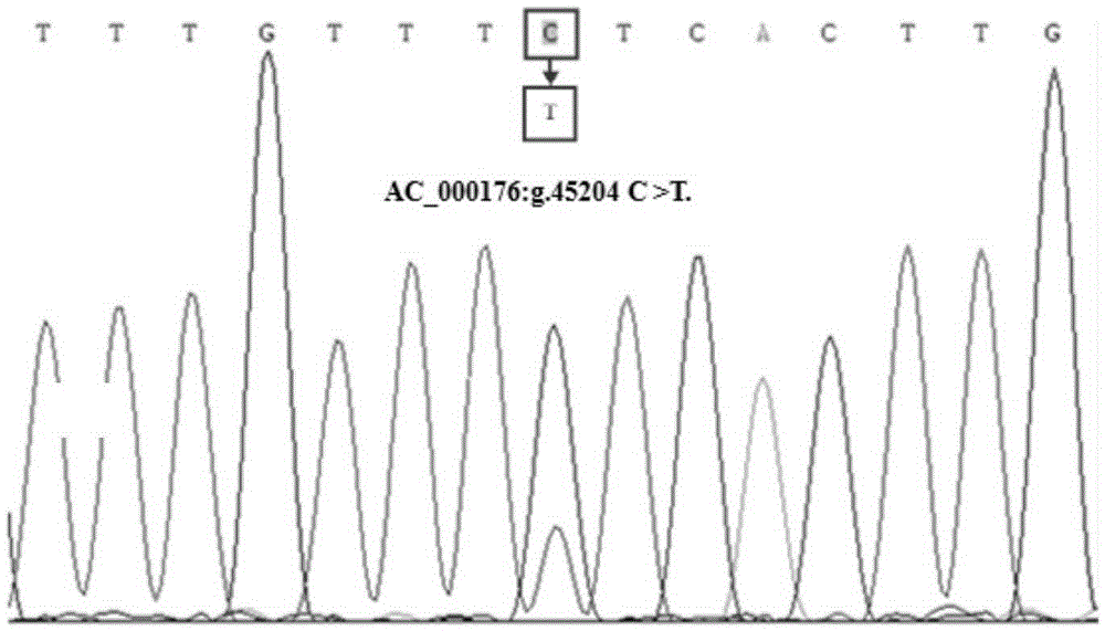 A method for detecting single nucleotide polymorphism of goat stat3 gene and its application