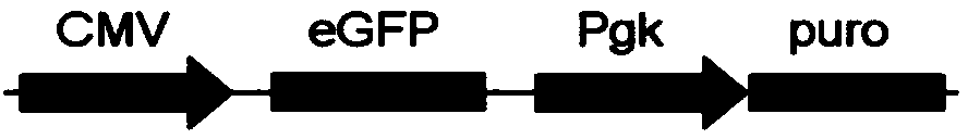 Mesenchymal stem cell as well as establishing method and application of mesenchymal stem cell