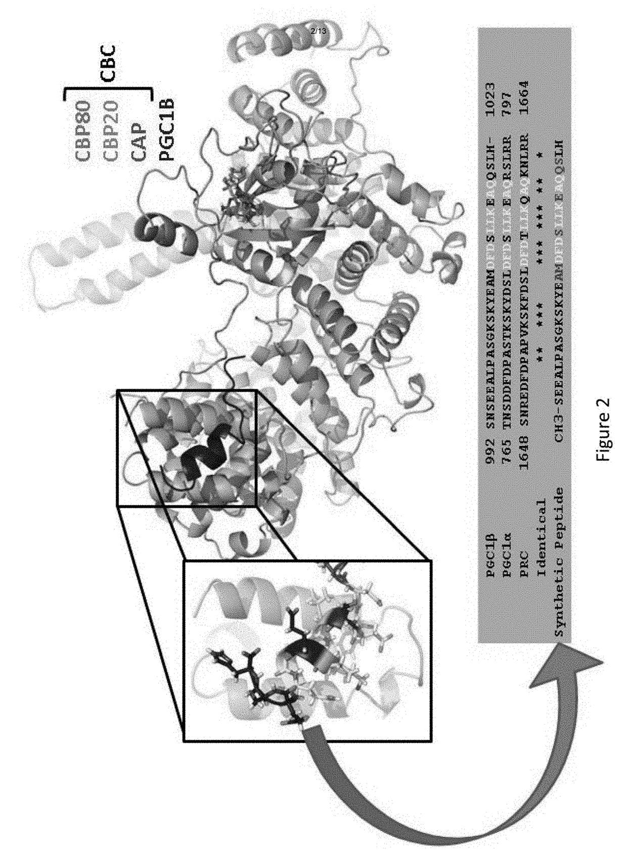 Compositions and Methods for Inhibiting CBP80 Binding to PGC1 Family of Co-Activators