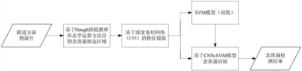 Vaginal secretion wet sheet candida detection method based on Hough round detection and deep CNN (convolutional neural network)