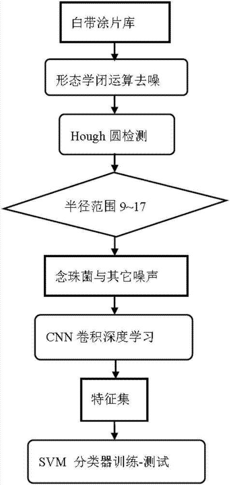 Vaginal secretion wet sheet candida detection method based on Hough round detection and deep CNN (convolutional neural network)