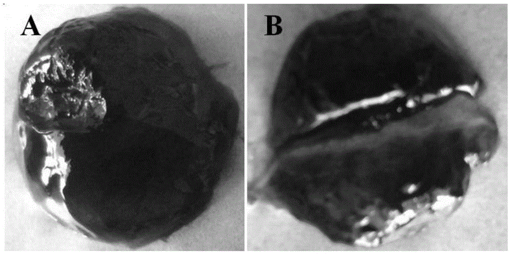 Preparation method of iron-chitosan metal supermolecular gel