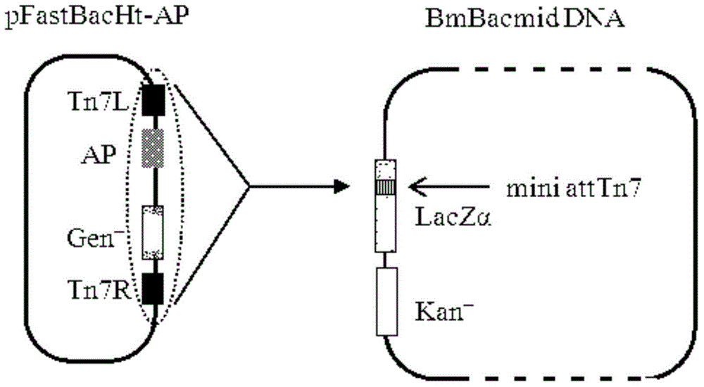 Method for expressing antibacterial peptide apidaecin by using bombyx mori cell and for preparing antibacterial peptide apidaecin