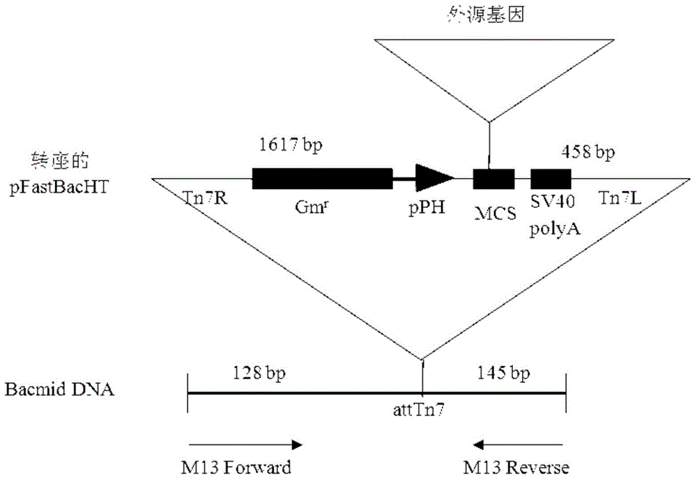 Method for expressing antibacterial peptide apidaecin by using bombyx mori cell and for preparing antibacterial peptide apidaecin