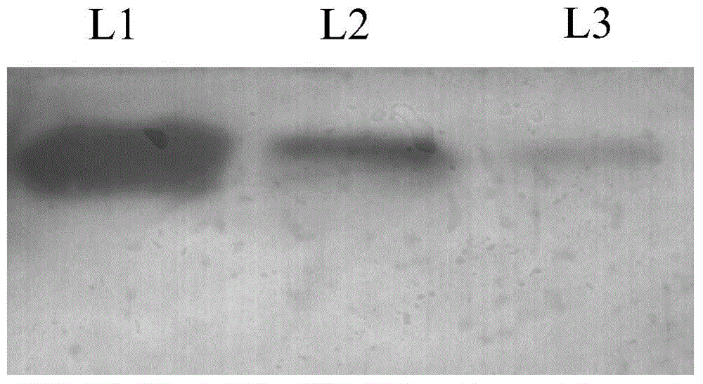 Method for expressing antibacterial peptide apidaecin by using bombyx mori cell and for preparing antibacterial peptide apidaecin