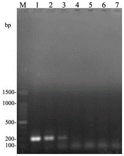 Prunus salicina acalitus phloeocoptes PCR detection primer and detection method thereof