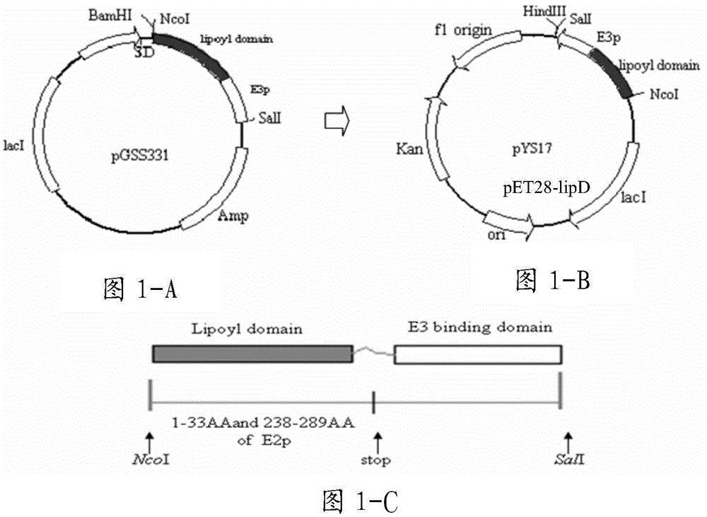 Biosynthesis method of alpha-lipoic acid, engineered strain and preparation method thereof