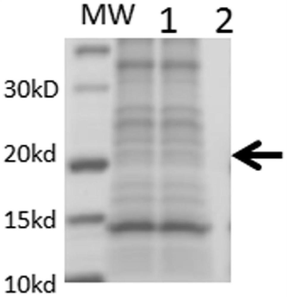 A human rotavirus vp8 recombinant protein and a human rotavirus vaccine using the vp8 recombinant protein