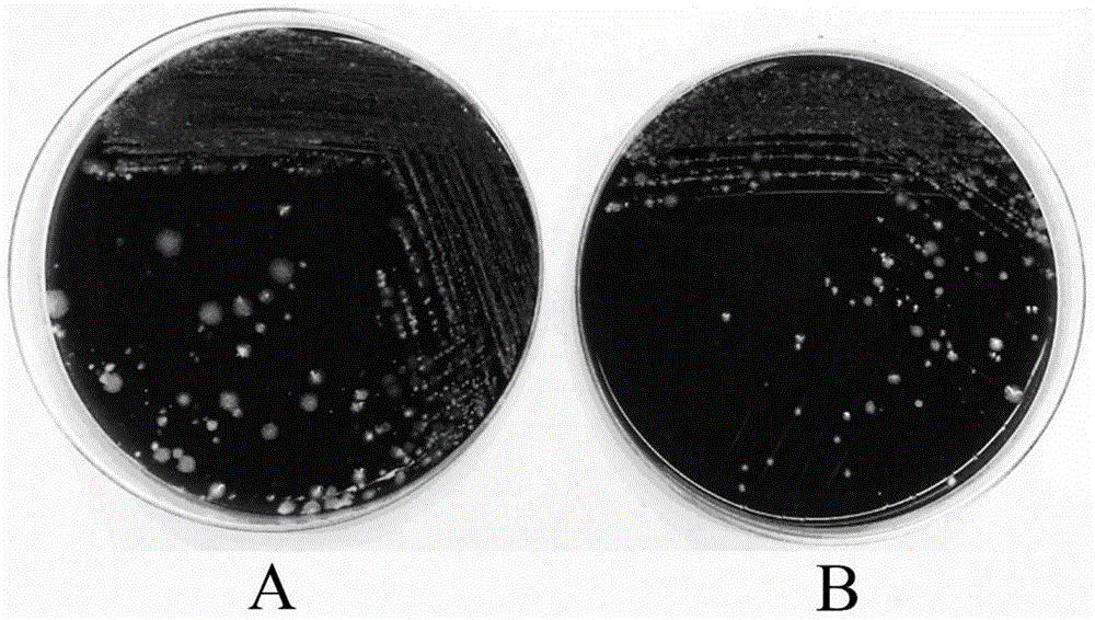 Trypsin digestive juice, preparation method and ready-to-use phlegm digesting device