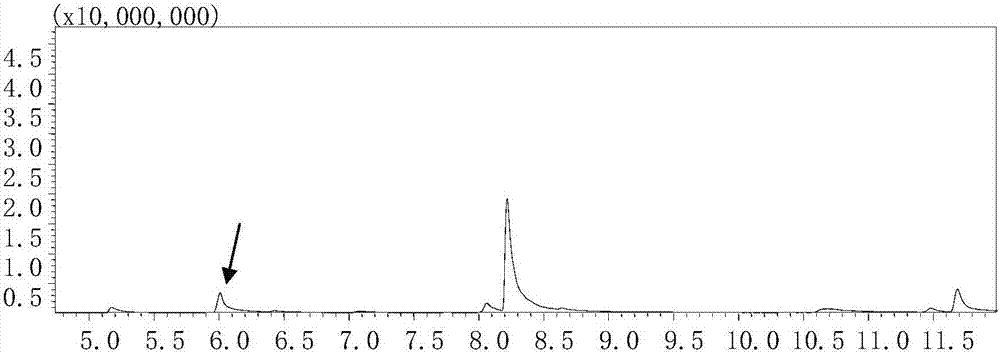 Method for quickly and accurately identifying aromatic and non-aromatic plantlets at early growth period of paddy rice