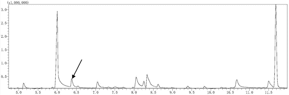 Method for quickly and accurately identifying aromatic and non-aromatic plantlets at early growth period of paddy rice