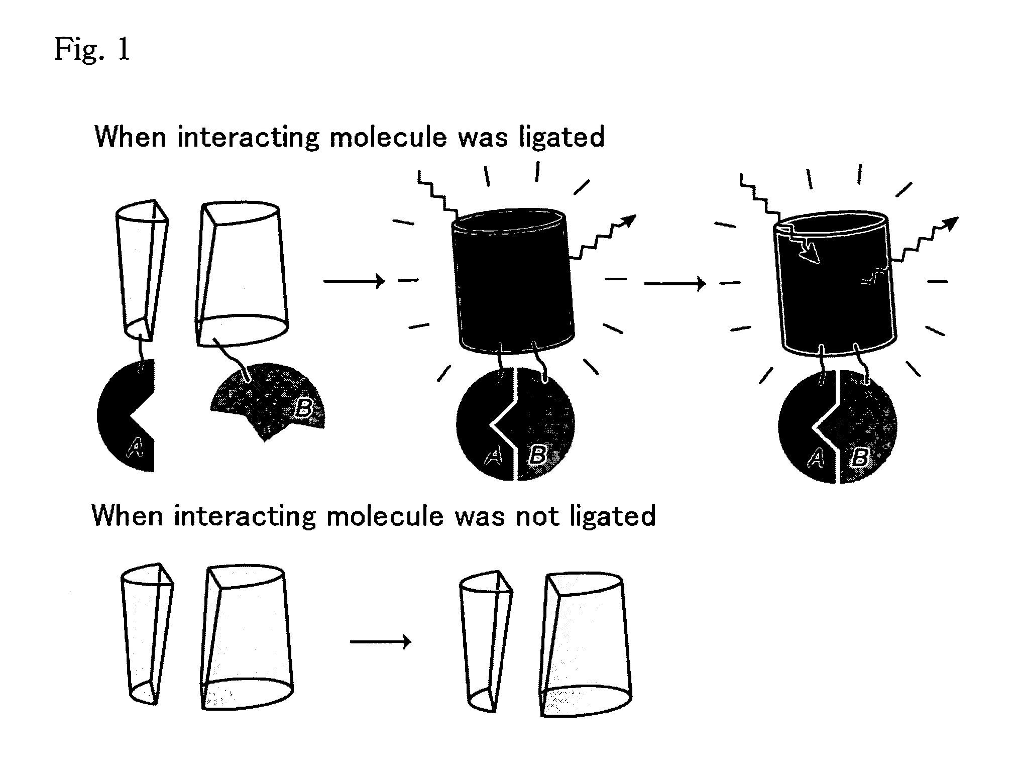 Method for analysis of protein interaction using fluorescent protein