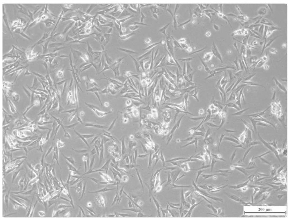 Larimichthys crocea testis tissue cell line and application thereof