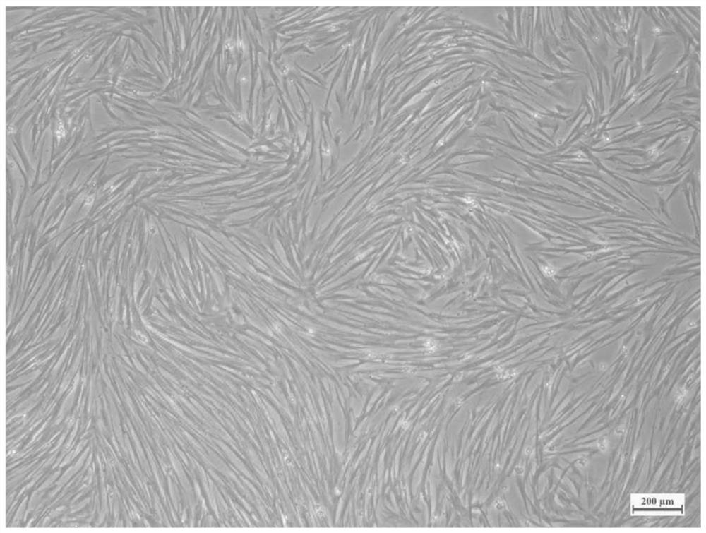 Larimichthys crocea testis tissue cell line and application thereof