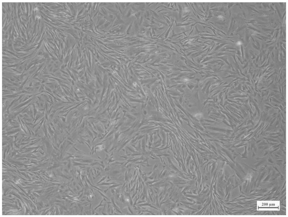 Larimichthys crocea testis tissue cell line and application thereof