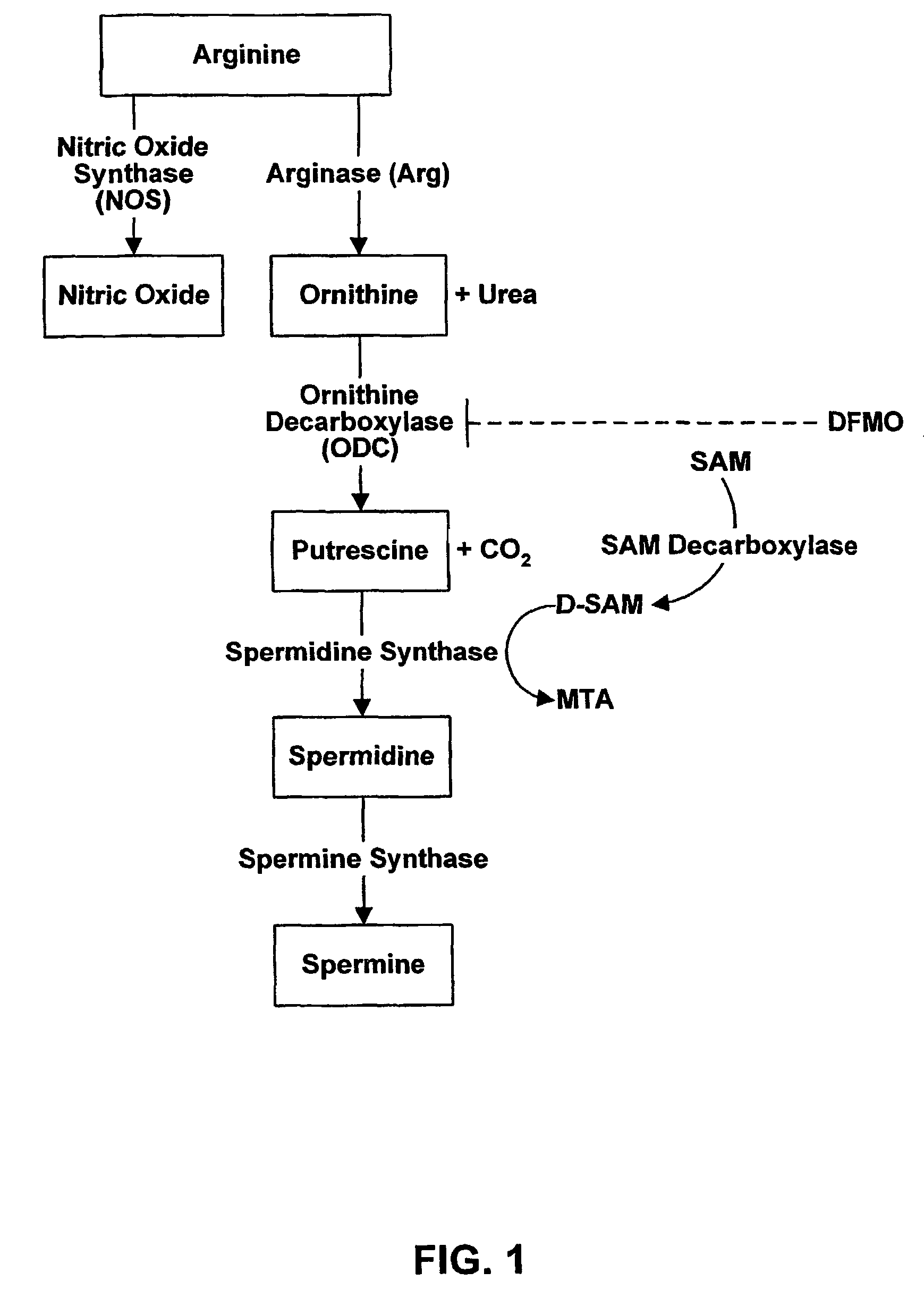 Methods for stimulating nervous system regeneration and repair by regulating arginase I and polyamine synthesis