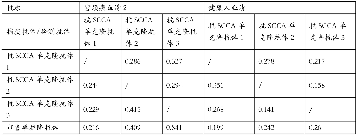 Hybridoma cell line scca1 and its secreted monoclonal antibody and application