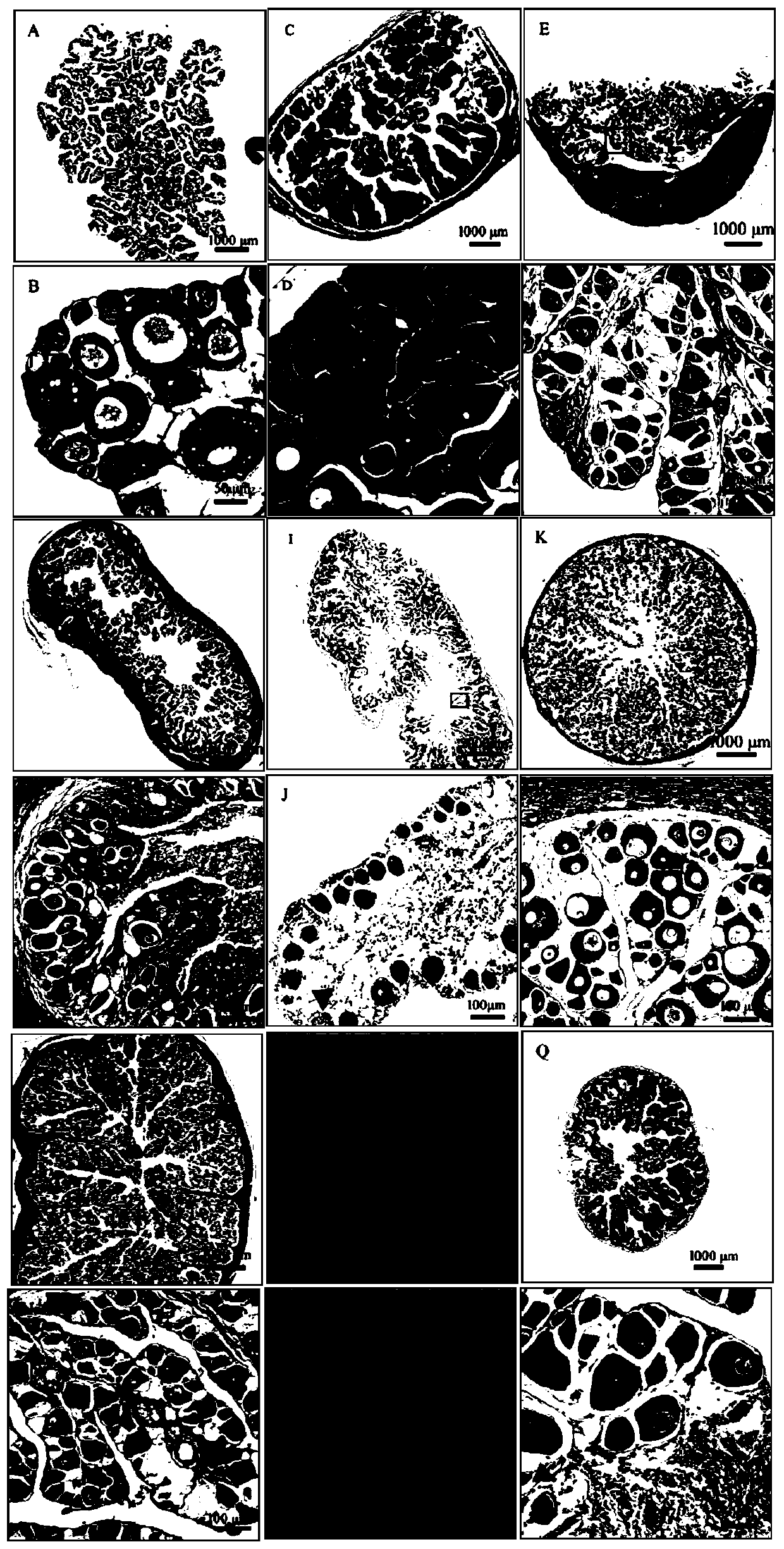 Flounder ovarian germ cell apoptosis inducing method